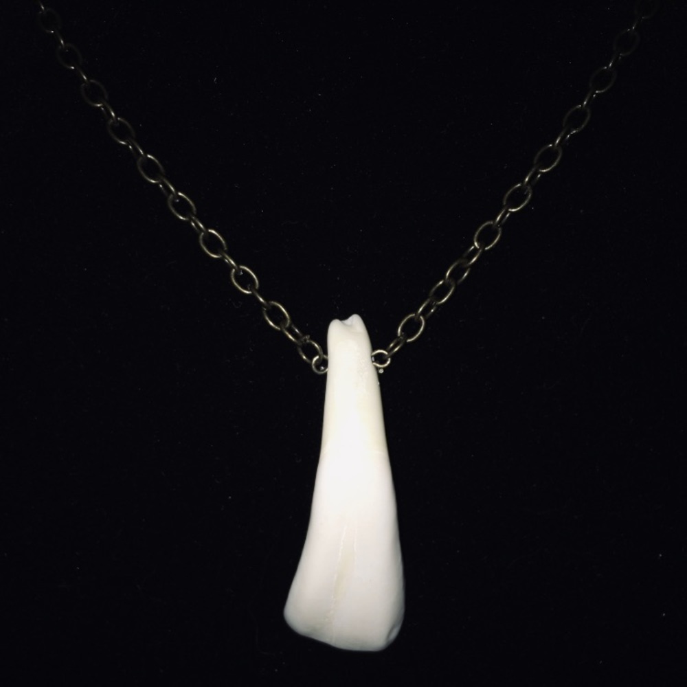Buffalo tooth necklace
